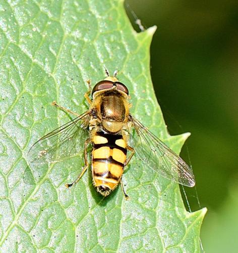 Réf. 347 987 : Eupeodes corollae